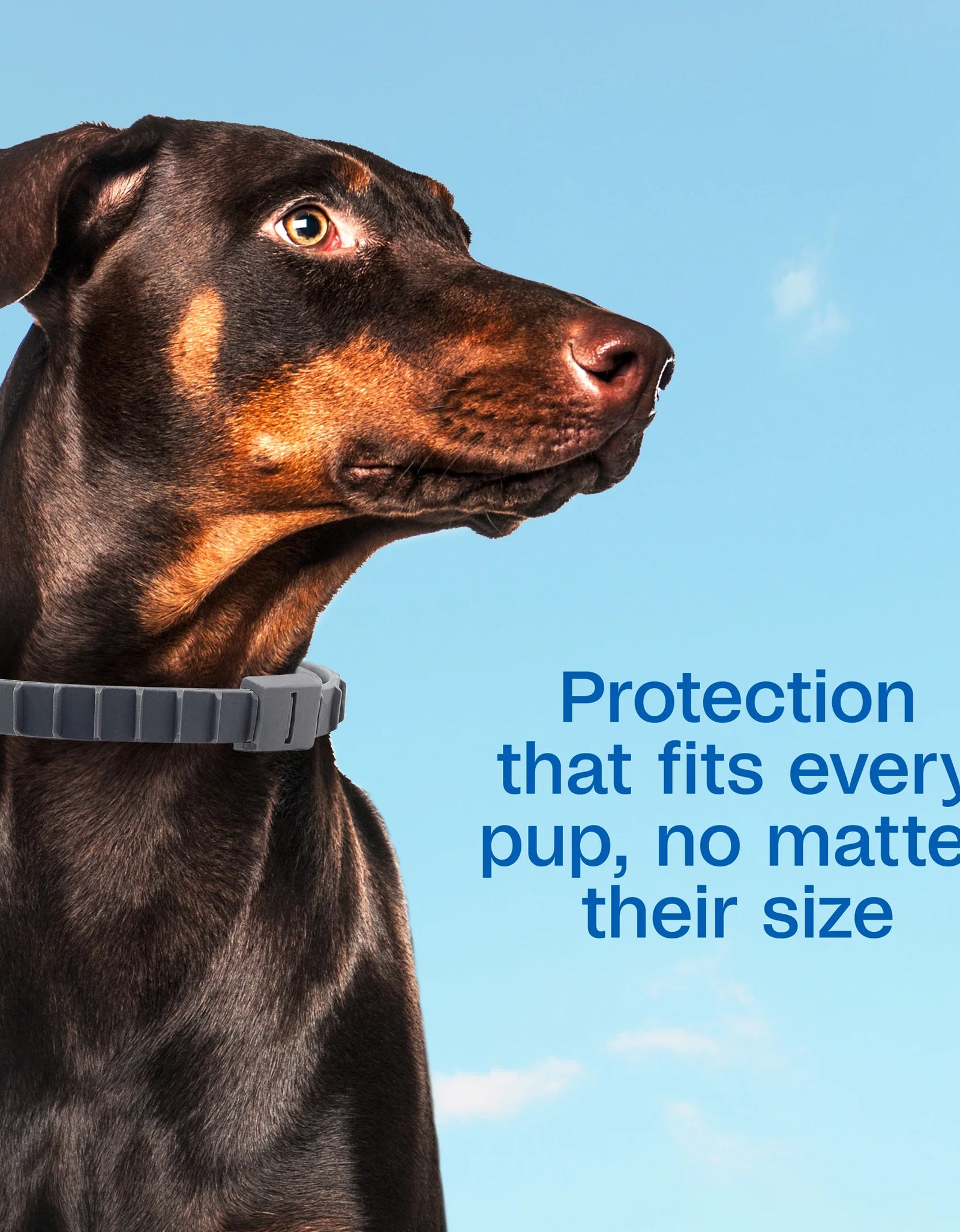 Flea & Tick Collar plus for Dogs & Puppies, 2 Pack, 12 Month Protection, Adjustable One Size, Kills Fleas, Ticks & Repels Mosquitoes, excluding California