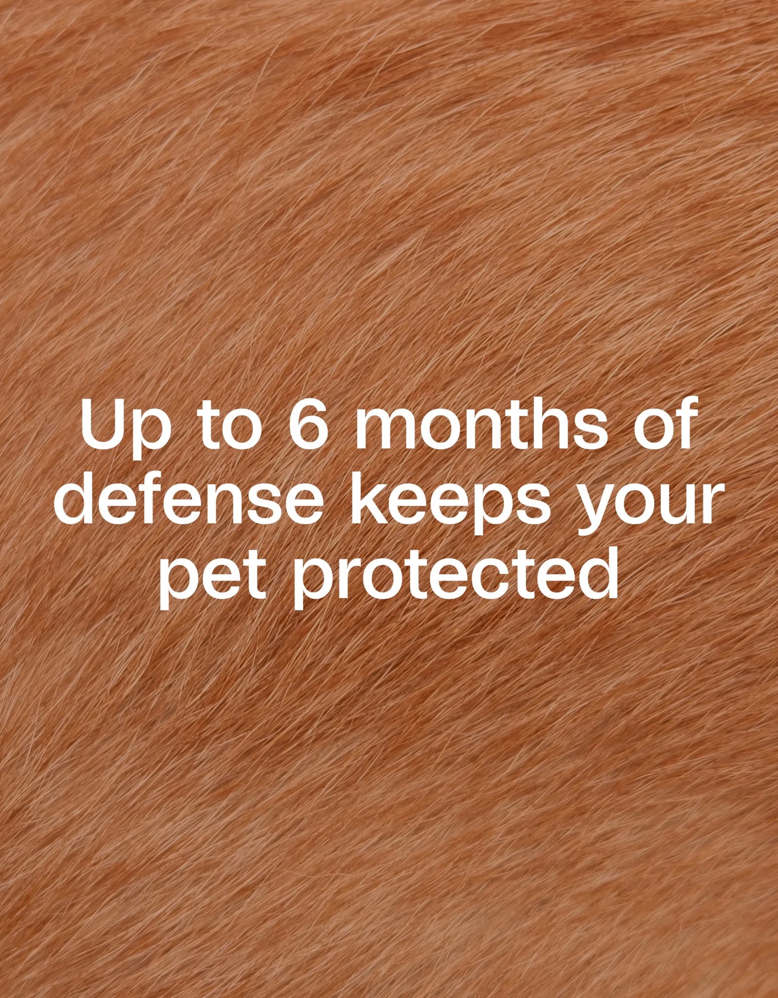 Flea & Tick Collar plus for Dogs & Puppies, 2 Pack, 12 Month Protection, Adjustable One Size, Kills Fleas, Ticks & Repels Mosquitoes, excluding California